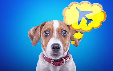 Путешествие с собакой в самолёте: правила перевозки