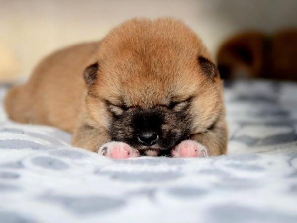 Щенки сиба ину, Сиба-ину