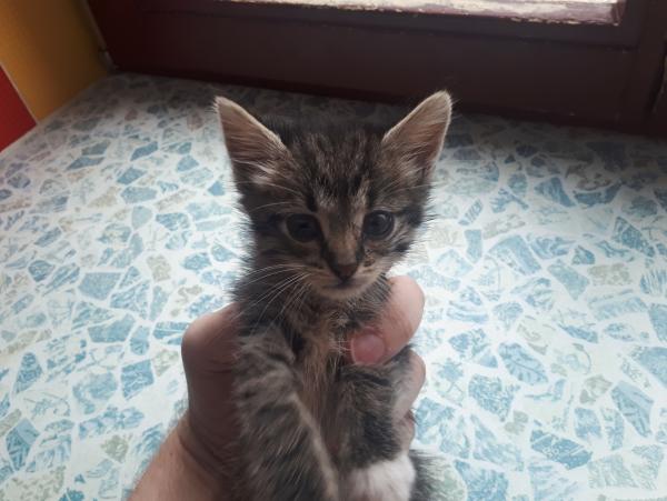 Дженни, Милли, Полли