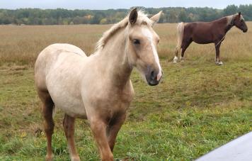 Белорусская упряжная