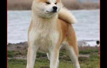 Акита-ину