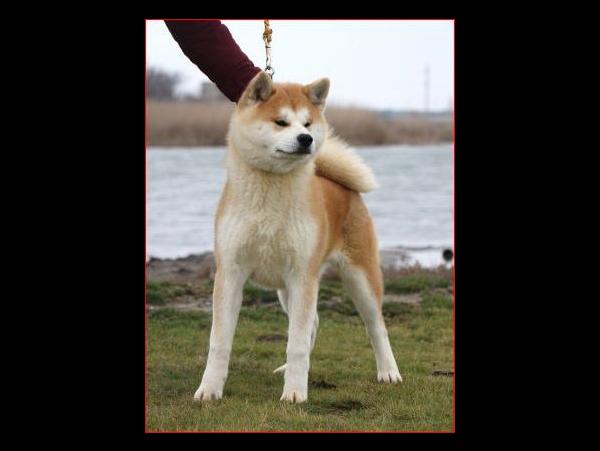 Chitose Fujiyama Kensha, Акита-ину