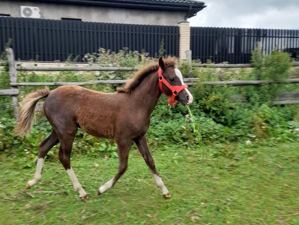 Уэльская пони класса В, Уэльский коб