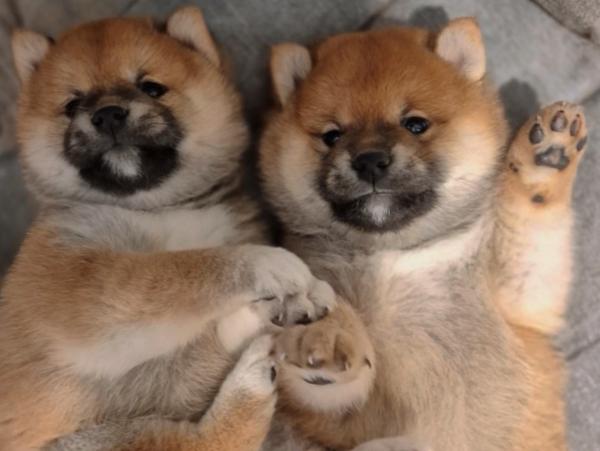 Щенки Сиба Ину, Сиба-ину