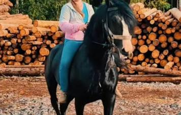 Орловский рысак