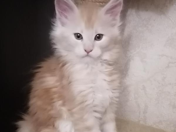 Без имени, Мейн-кун