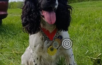 Русский охотничий спаниель