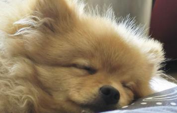 Померанский шпиц