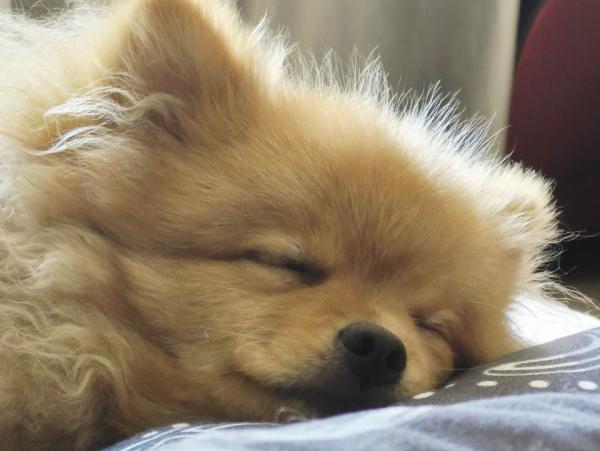 Симба, Померанский шпиц