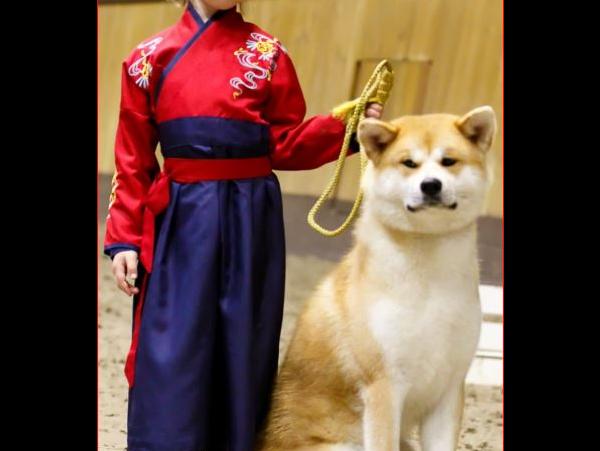 Emiko Yasashi Ookami, Акита-ину