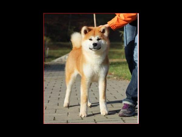 Wakai Kuma Yasashi Ookami, Акита-ину