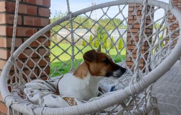 Джек рассел терьер