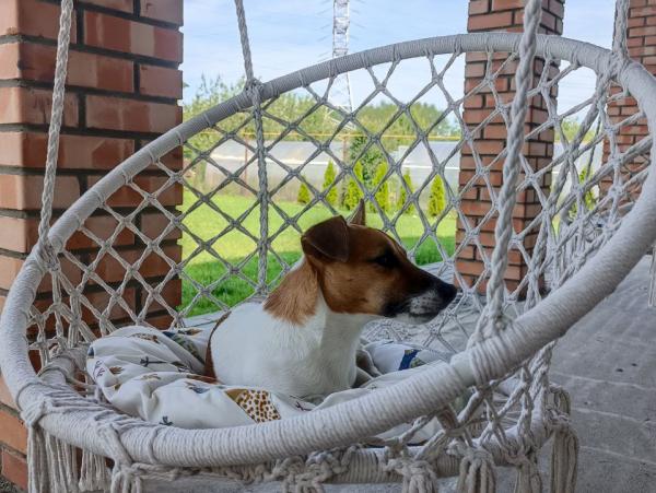 Чак, Джек рассел терьер