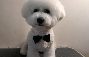 Бишон фризе