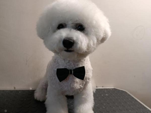 Майк, Бишон фризе