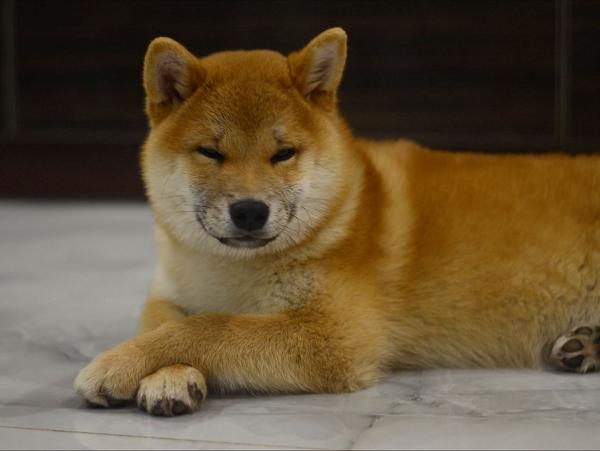 J-Akihino Junesun (Мажор), Сиба-ину