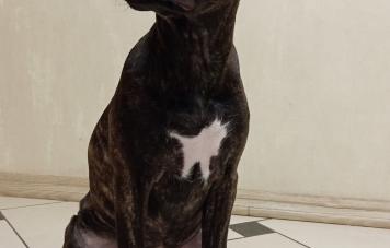 Американский стаффордширский терьер