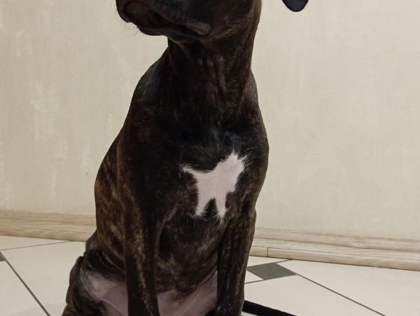 Щенок, девочка, 5 мес, Американский стаффордширский терьер