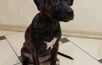 Американский стаффордширский терьер