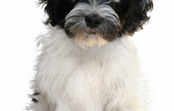 Гаванский бишон