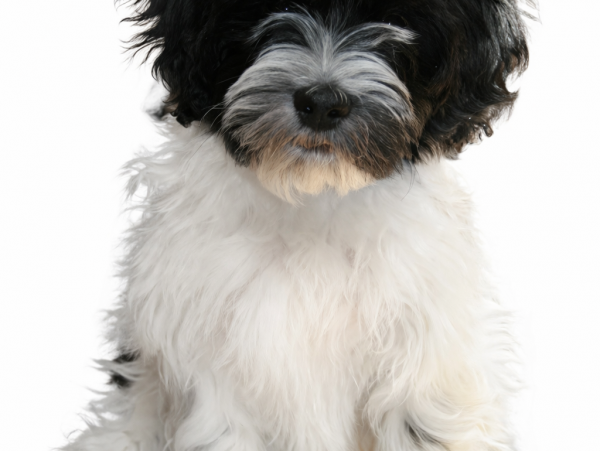 ЗОЛАК, Гаванский бишон