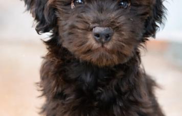 Гаванский бишон