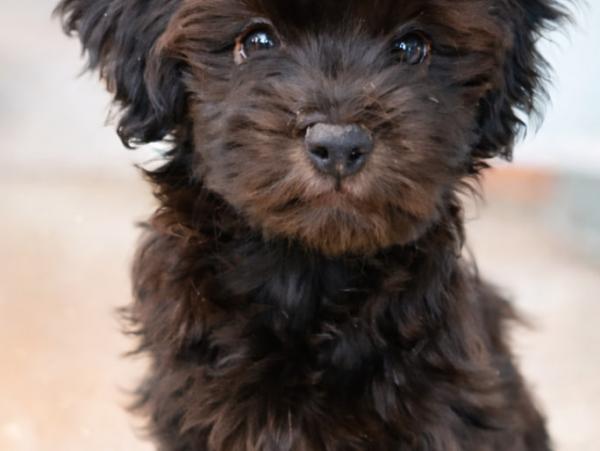 ЗМРОК, Гаванский бишон