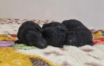 Пудель миниатюрный