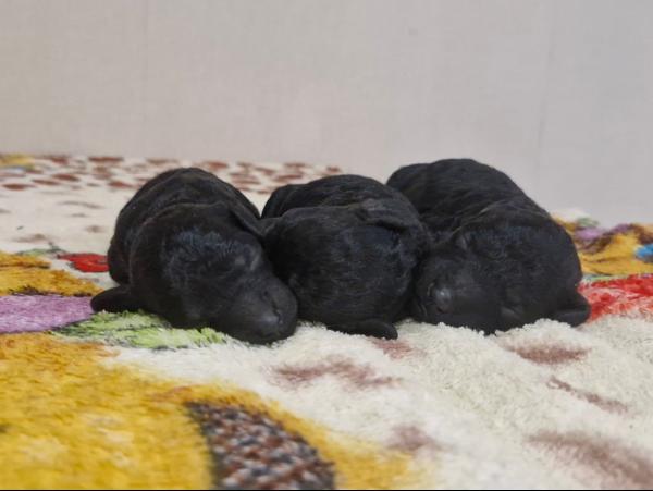 щенки карликовый пудель чёрный окрас, Пудель миниатюрный