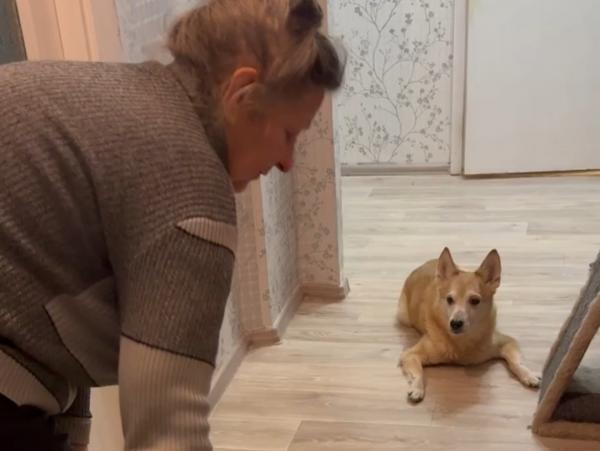 Поможем бабушке спасать животных