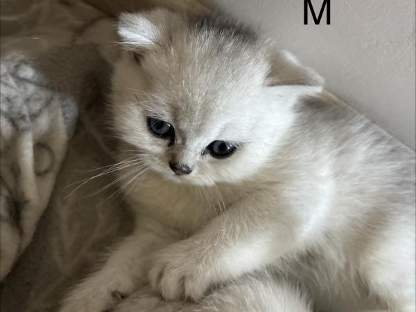 Пушистики, Шотландская вислоухая (Скоттиш фолд)