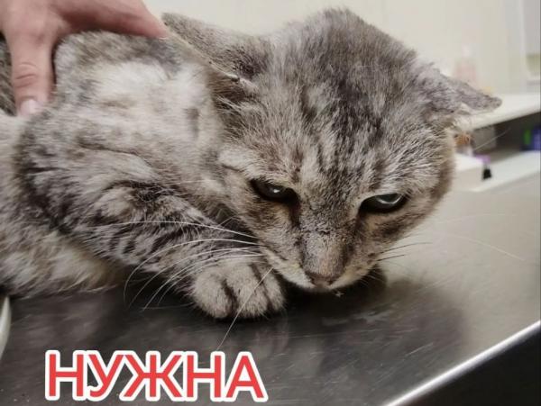 Приюту СРОЧНО нужна помощь!