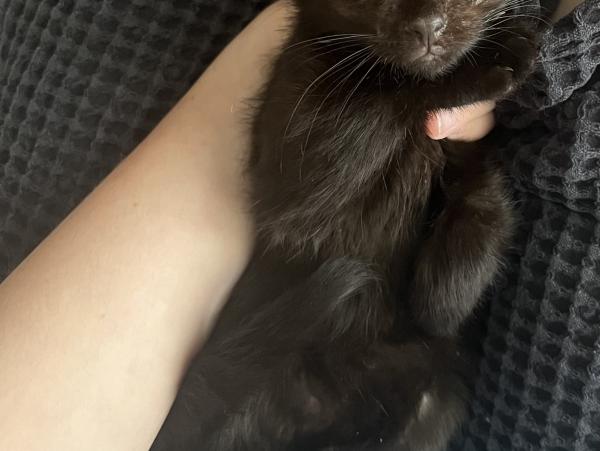 Черный и серый котята